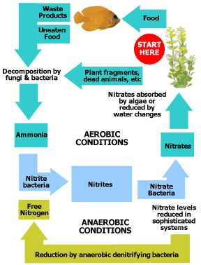 Nitrogen cycle