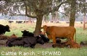 cattle farming