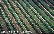 citrus orchards
