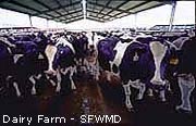 dairy farming