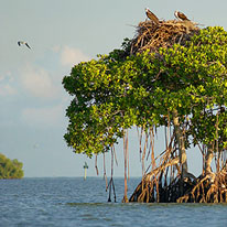 Biscayne Bay mangroves